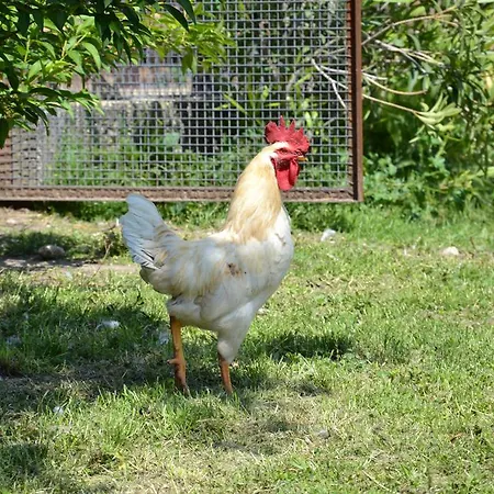 Le Mouleyras
